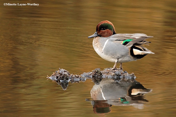 Green-winged Teal (Anas carolinensis)