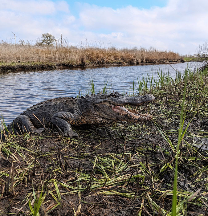 american alligator