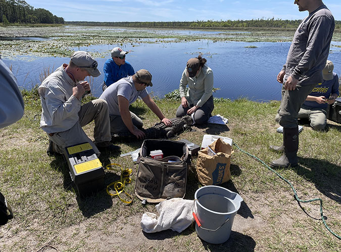 American Alligator being processed for microplastics and diet
