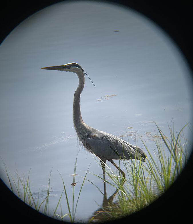 great blue heron