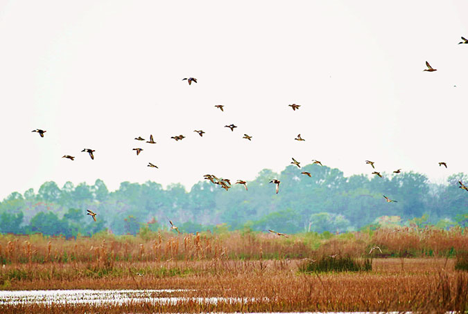 Dabbling ducks landing in a wetland