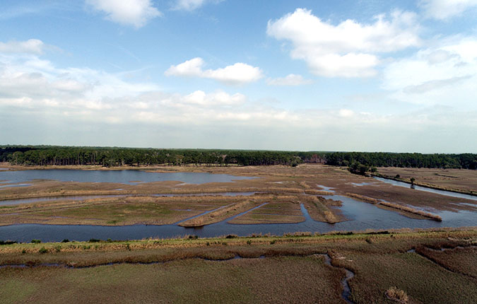 Historic rice field being managed for waterfowl