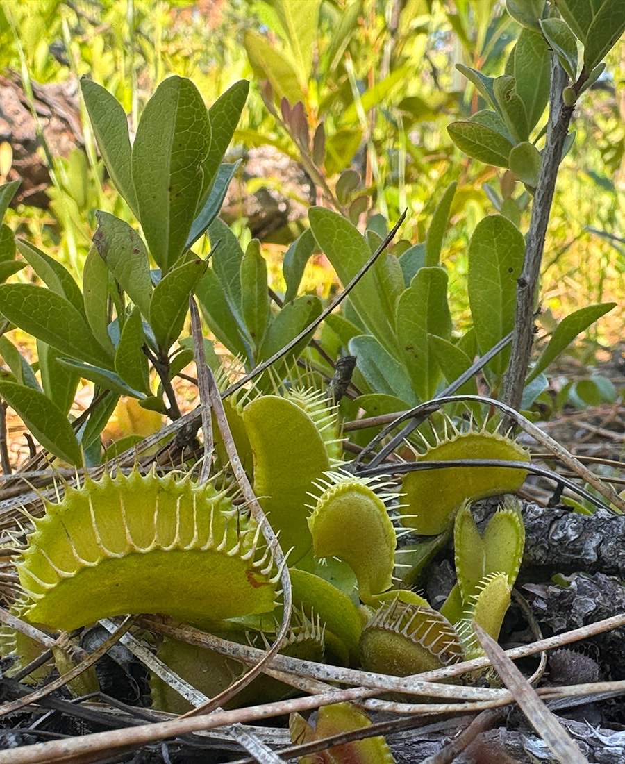 A collection of Venus flytrap plants