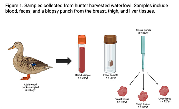 Dorothy collecting samples