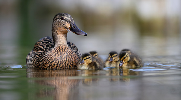 mallard in lake