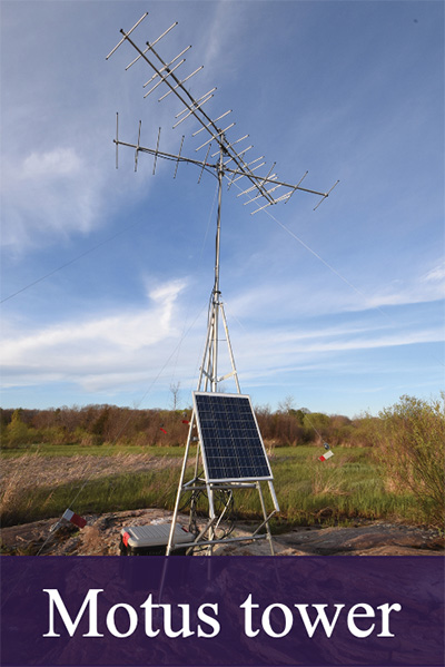 motus tower