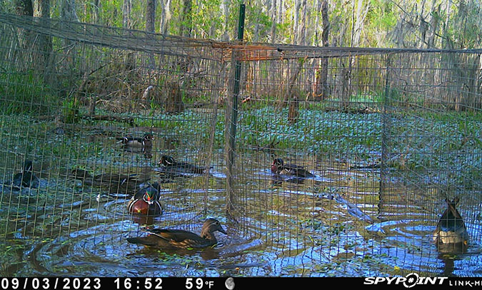 Wood ducks being trapped for telemetry study