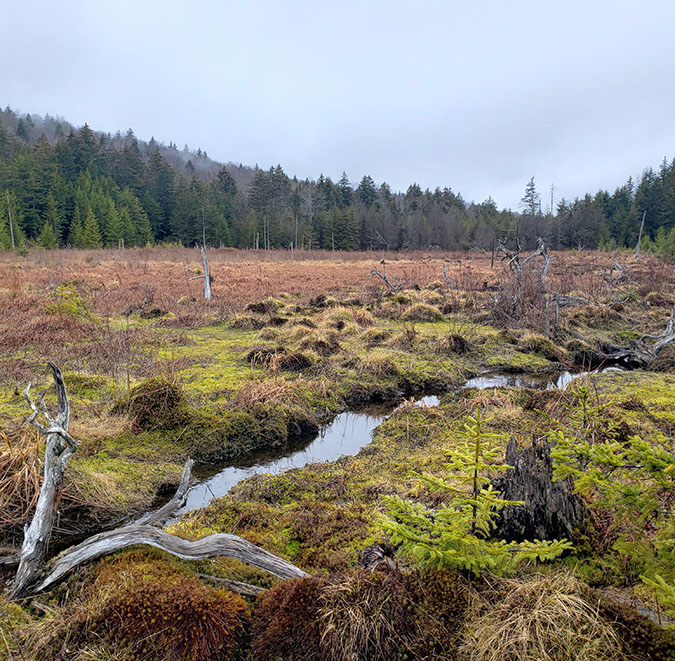 High-elevation wetland