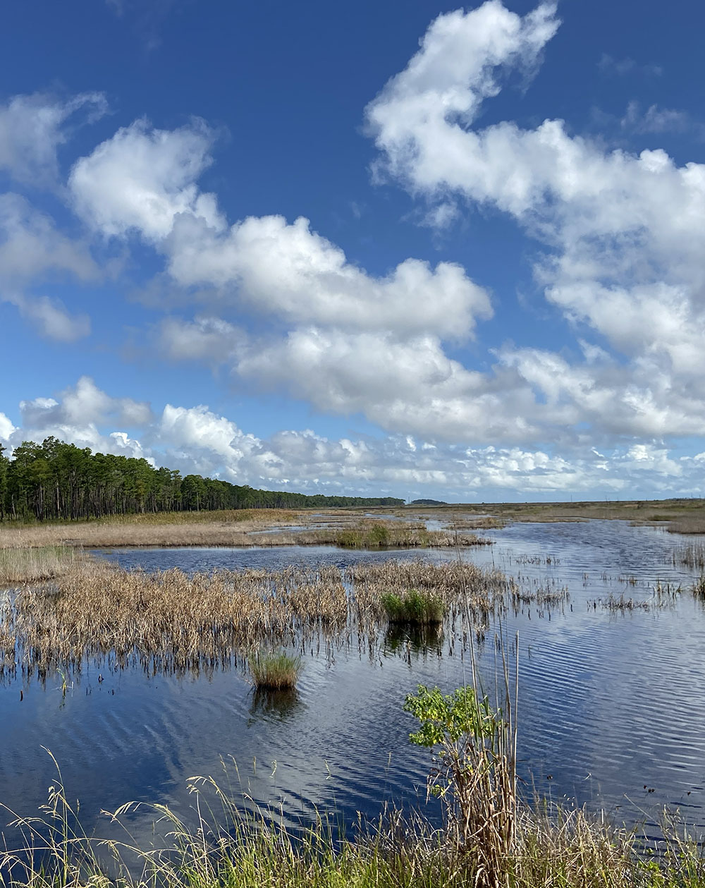 A beautiful day in a South Carolina wetland.
