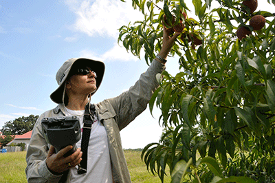 Ksenija Gasic working in a peach orchard