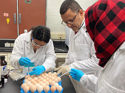 Researching examining chicken eggs
