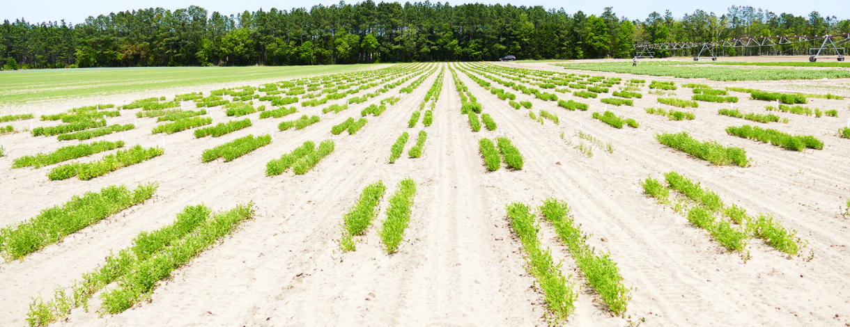 Lentils in Field