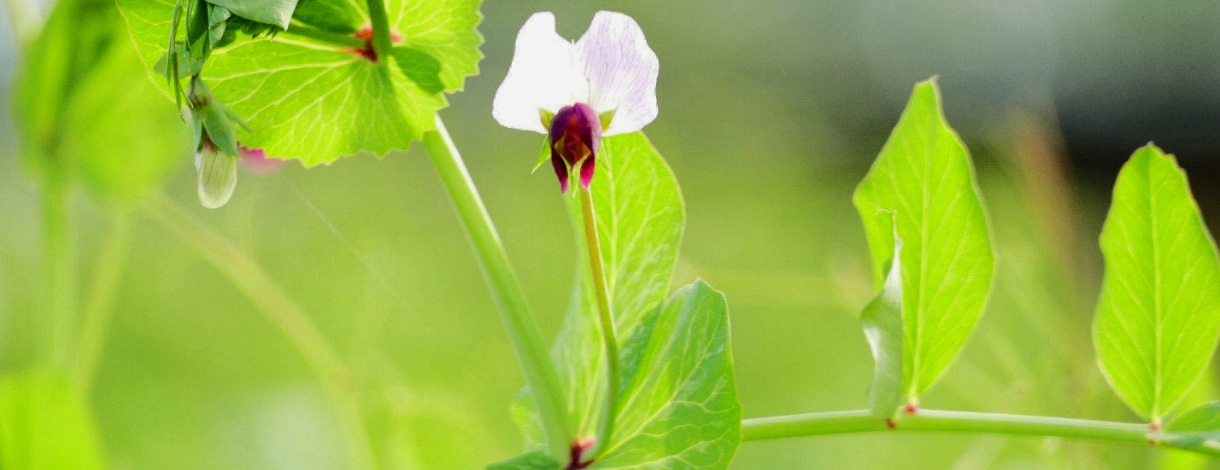 field pea