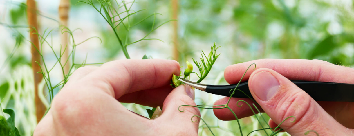 Cross breeding field pea plants in greenhouse