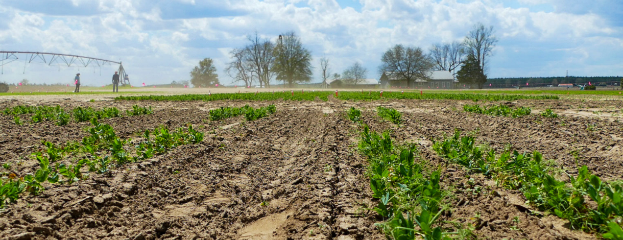 Field Peas grow at WP Rawl