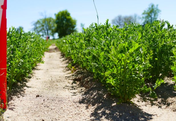 Wp Rawl lentil germplasm