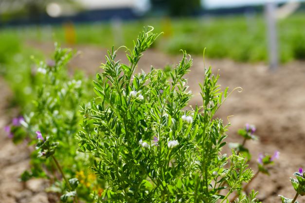 Lentil flowers