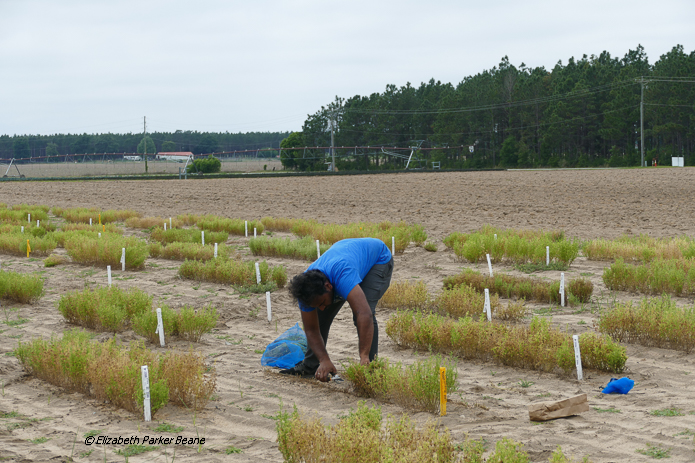 Varun Harvesting Lentil