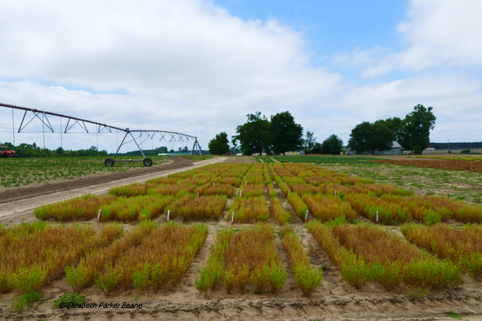 WP Rawl Lentil Harvest