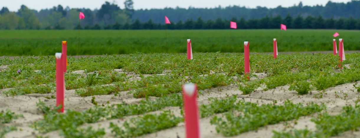 Chickpea field