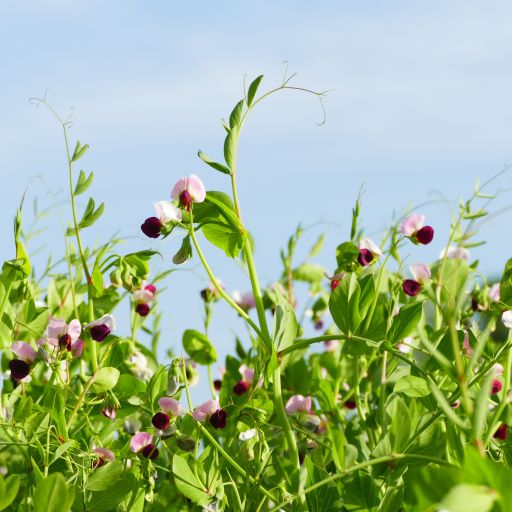 Field Pea flowering at Cherry Farm