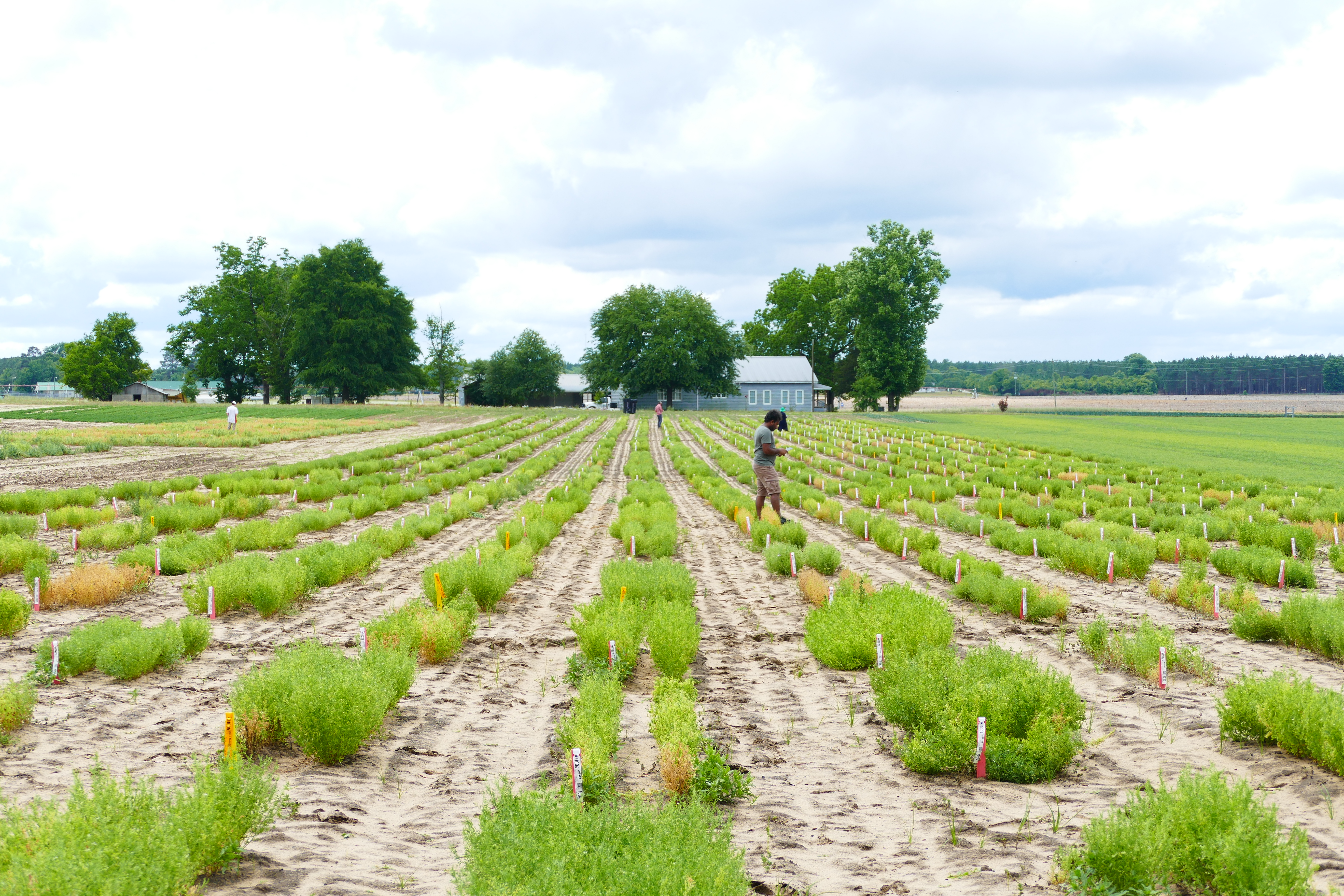 Harvesting lentil