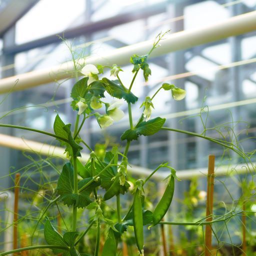 Field Pea flowering in Greenhouse