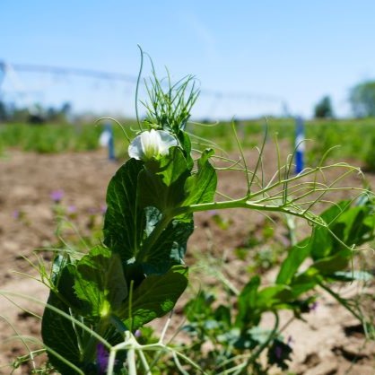 Field Pea Flowering