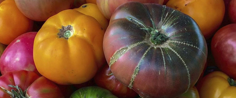 multi colored tomatoes