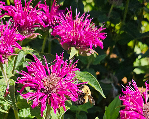 flower with bee