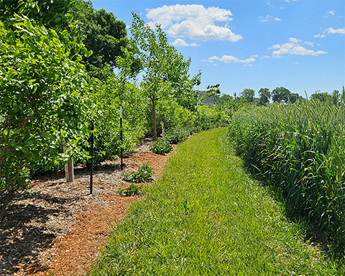 tall crop field under a bright blue sky
