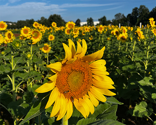 sunflowers