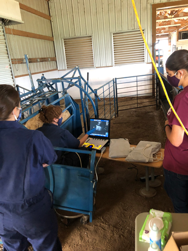 students performing an ultrasound study on a sheep