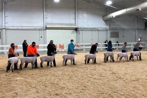 participants in Little North American livestock show in a line with their sheep