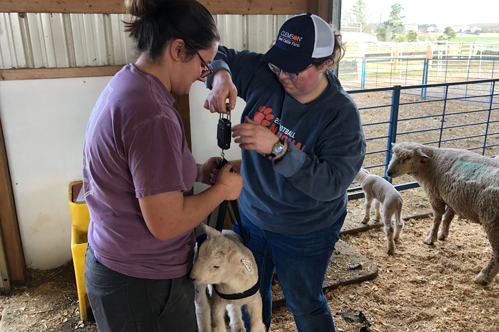 students at a clemson farm weighing a lamb for research