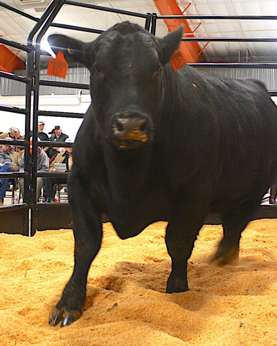 black bull