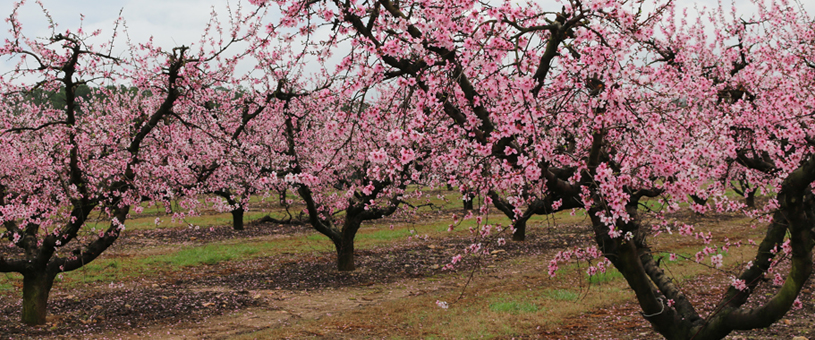 peach trees in bloom