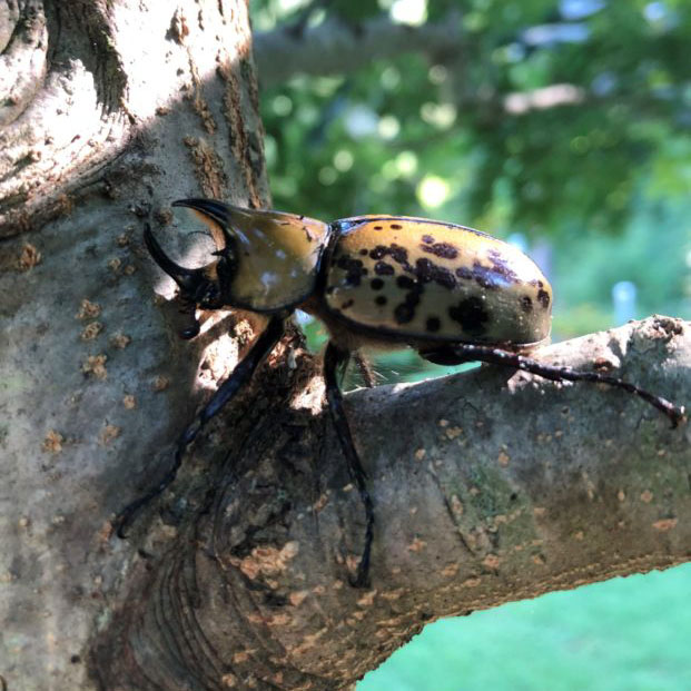 eastern hercules beetle on a branch