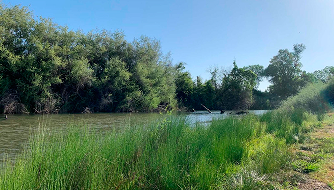 Type locality of Simulium ustulatum in Mokelumne River San Joaquin County California.