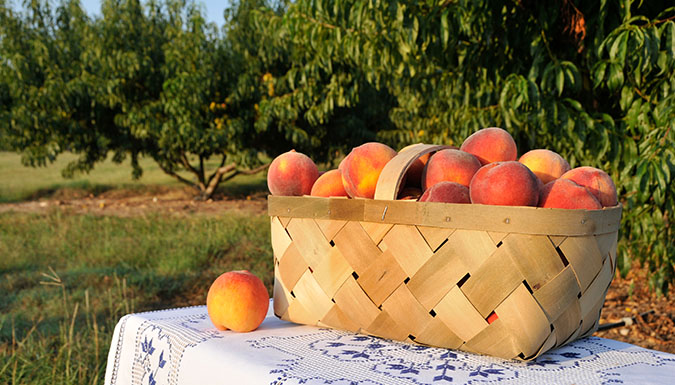 basket full of peaches on a table at Musser Farm