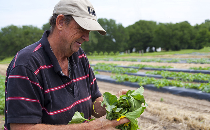 richard hassell inspecting a crop at coastal rec