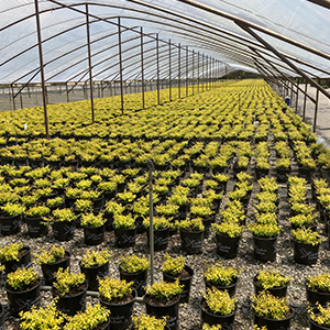 Benjamin B Kiester Senior, Horticulture Greenleaf Nursery, Tarboro, NC