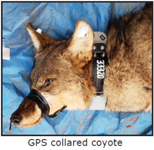GPS collared coyote