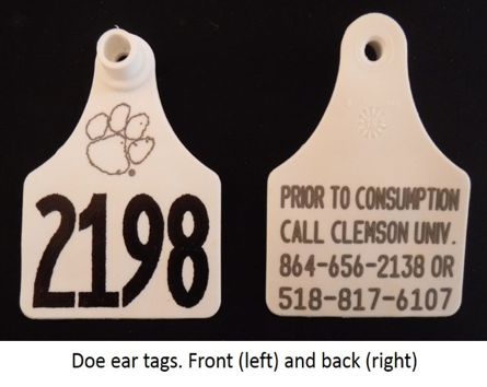 Doe ear tags. Front (left) and back (right)