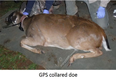 GPS collared doe