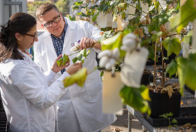 Scientists looking at cotton