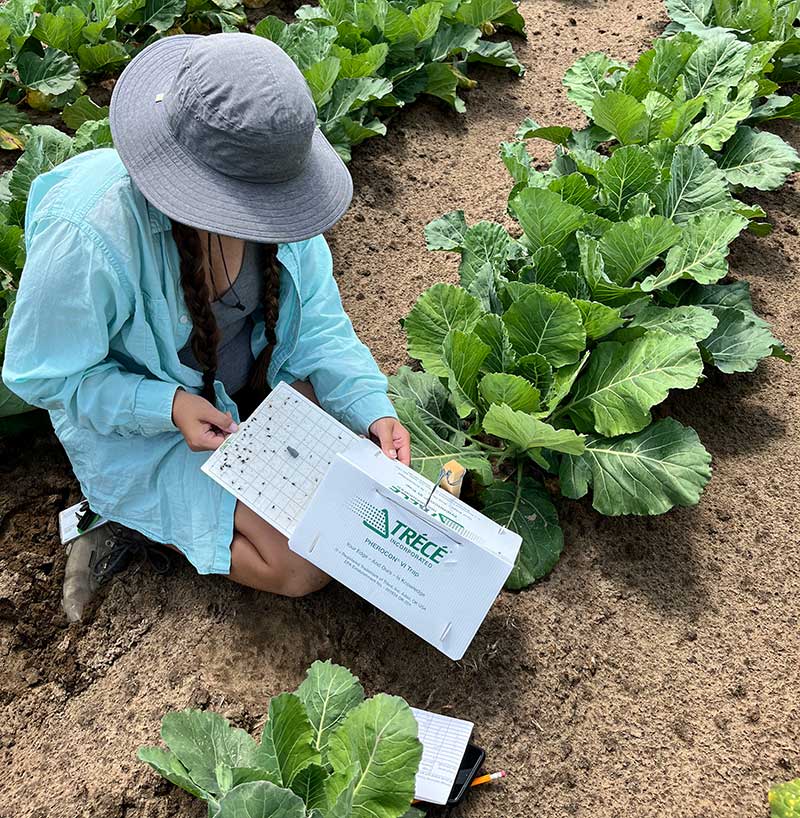 Researcher in field evaluating plants