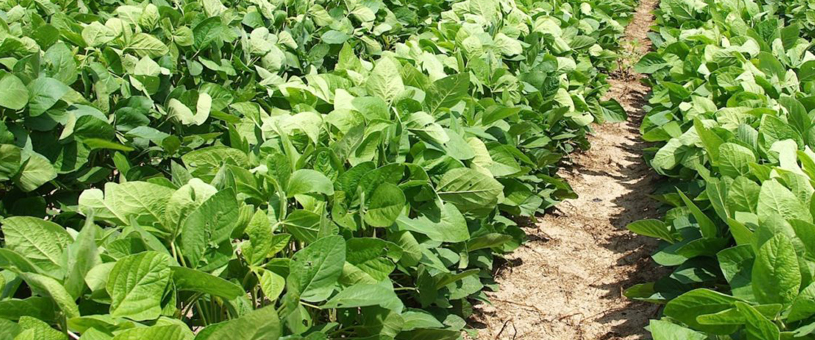 soybean plants in rows