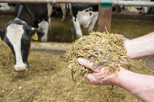 corn silage in hand