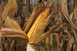 Fresh corn growing in the field